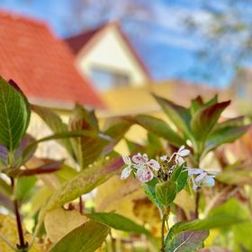 Sehr gepflegtes Einfamilienhaus in idyllischer Lage! Kurzfristig verfügbar!