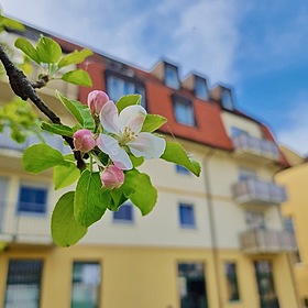 Top Anlage! Balkon! Aufzug! TG-Stellpatz! Dresden-Cotta!