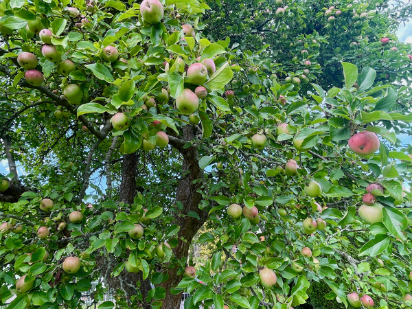 Großer Apfelbaum im Garten